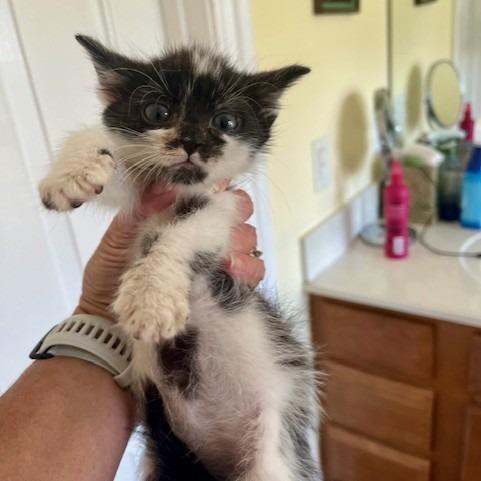 Flora, Adoptable, Kitten Female Domestic Medium Hair.