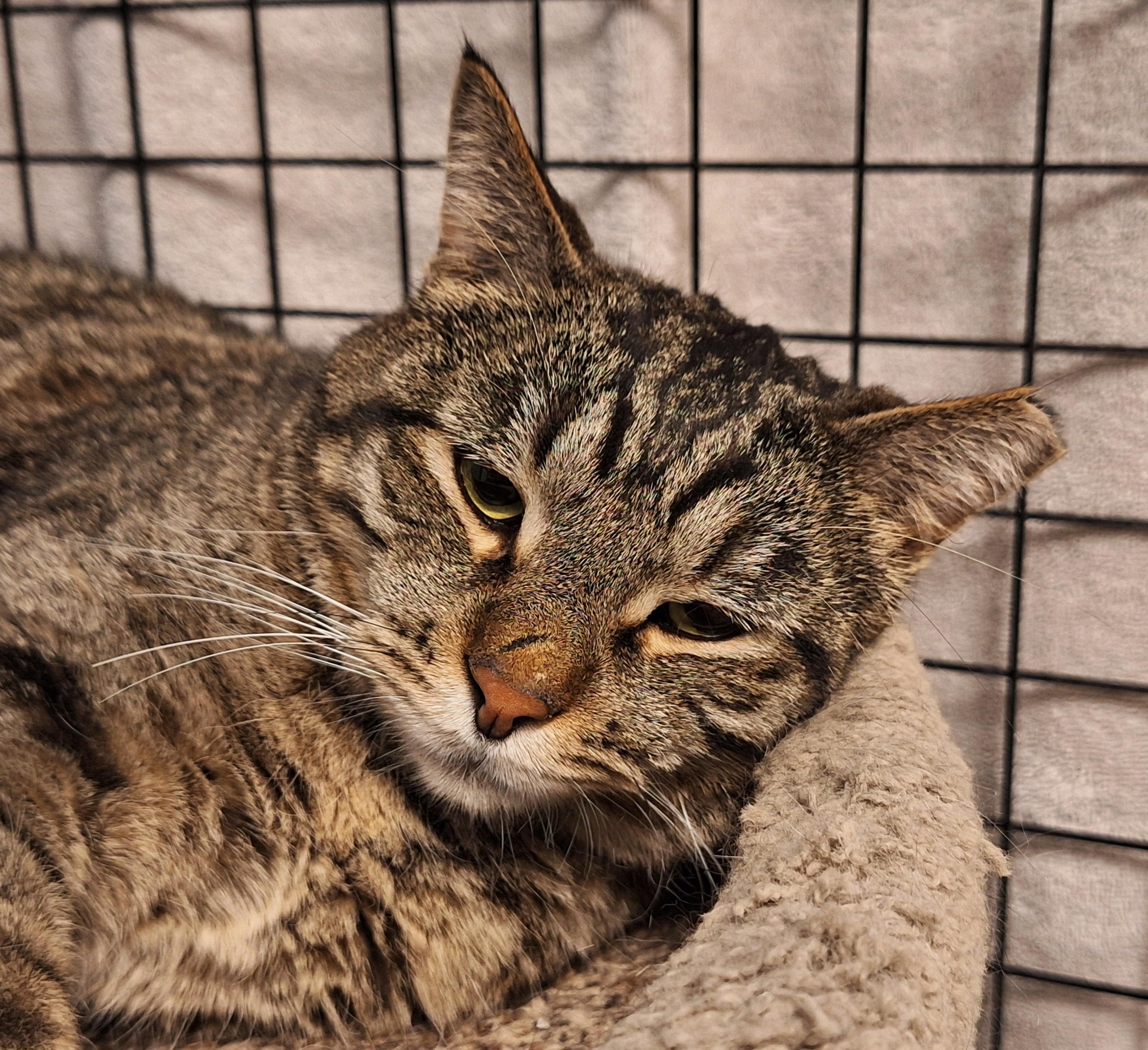 Enlarge Bob and Sabrina, a Adoptable mixed breed in Spokane, WA image 4/6