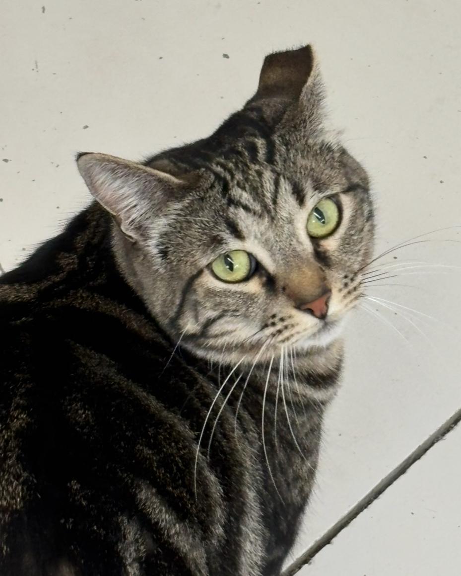 Enlarge Bob and Sabrina, a Adoptable mixed breed in Spokane Valley, WA image 2/3