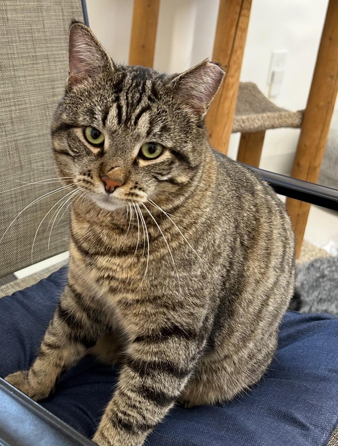 Enlarge Bob and Sabrina, a Adoptable mixed breed in Spokane Valley, WA image 3/3