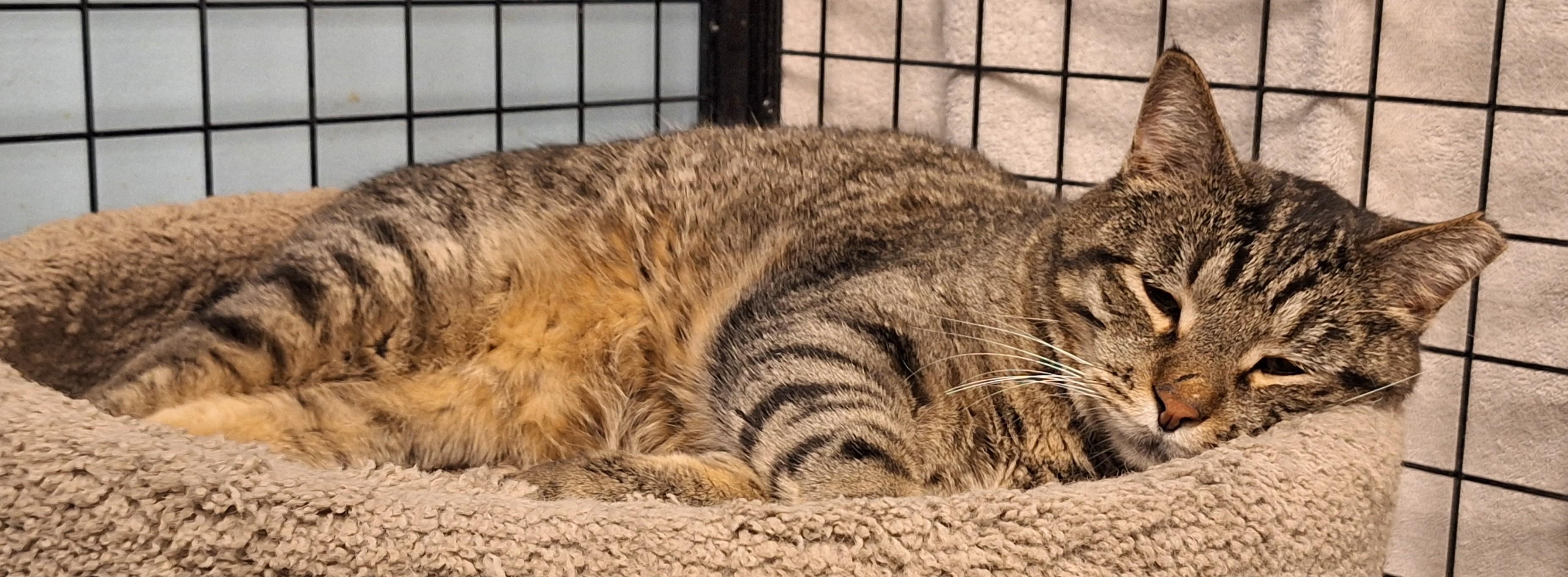 Enlarge Bob and Sabrina, a Adoptable mixed breed in Spokane, WA image 6/6