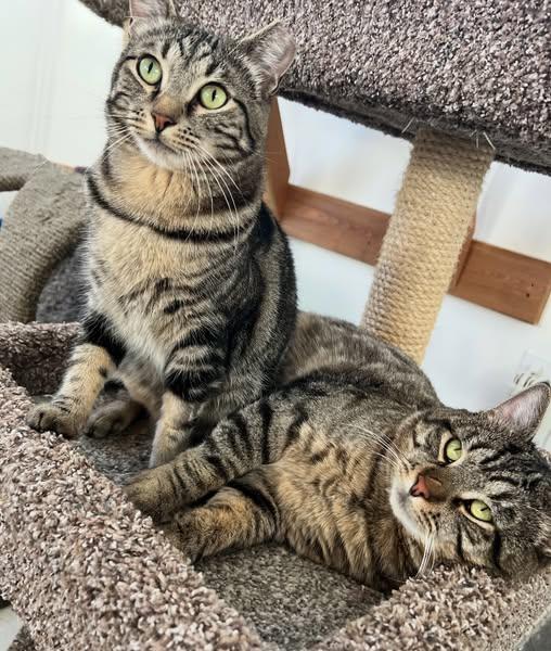 Enlarge Bob and Sabrina, a Adoptable mixed breed in Spokane Valley, WA image 1/3