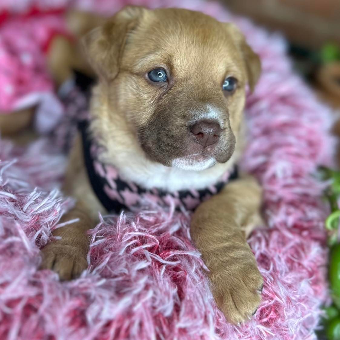 Piper, a Adoptable mixed breed in Plano, TX image 1/12