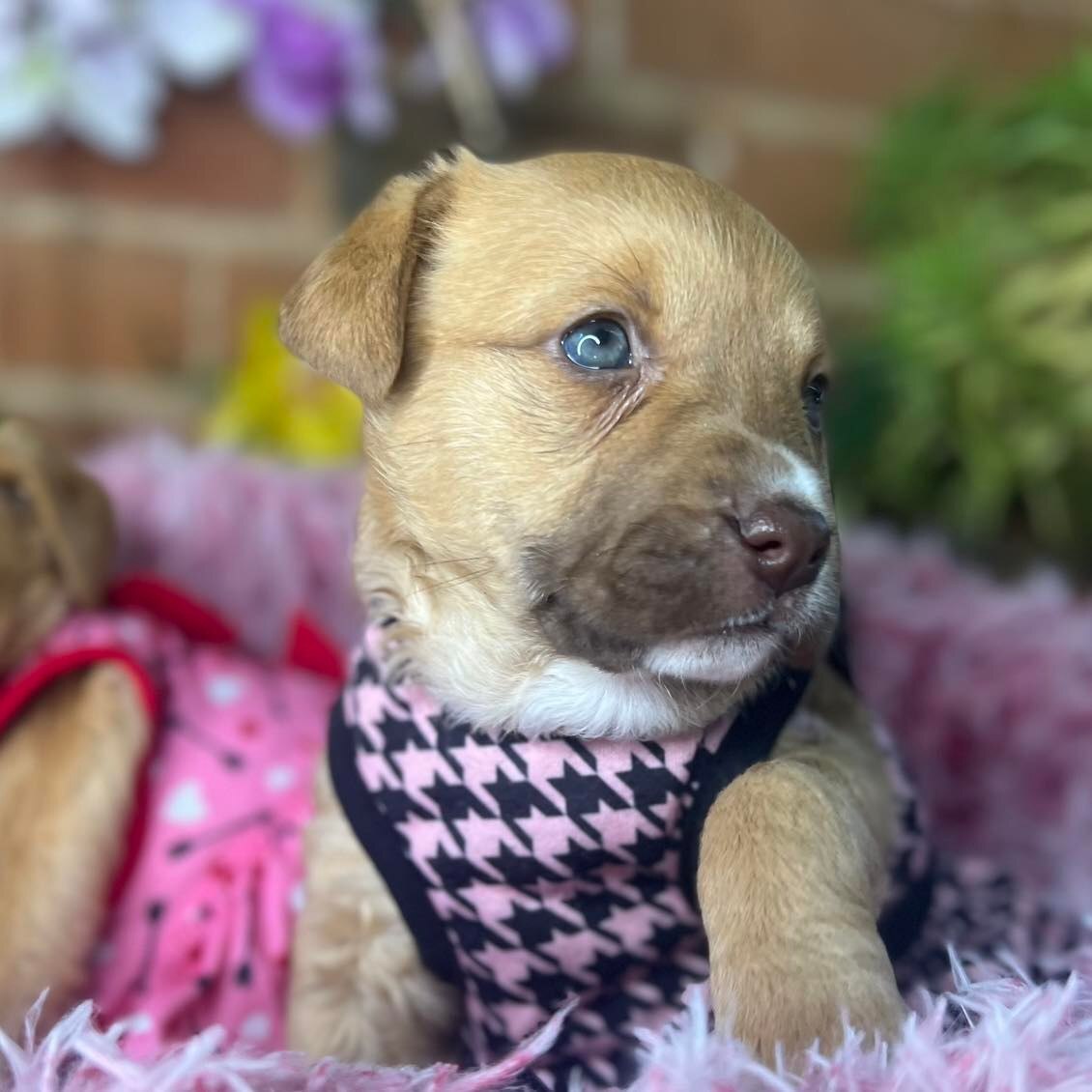 Piper, a Adoptable mixed breed in Plano, TX image 2/12