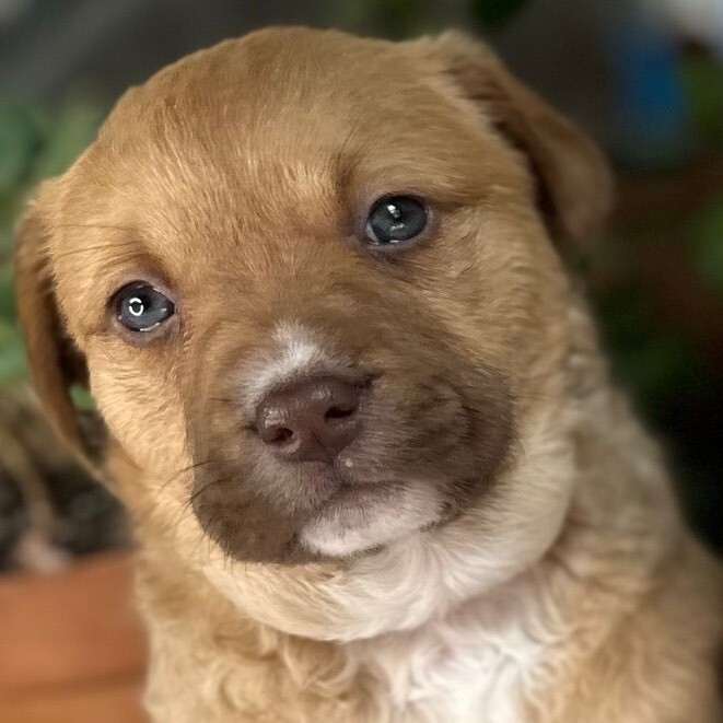 Piper, a Adoptable mixed breed in Plano, TX image 3/12