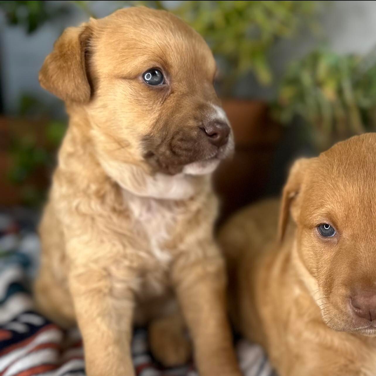 Piper, a Adoptable mixed breed in Plano, TX image 4/12