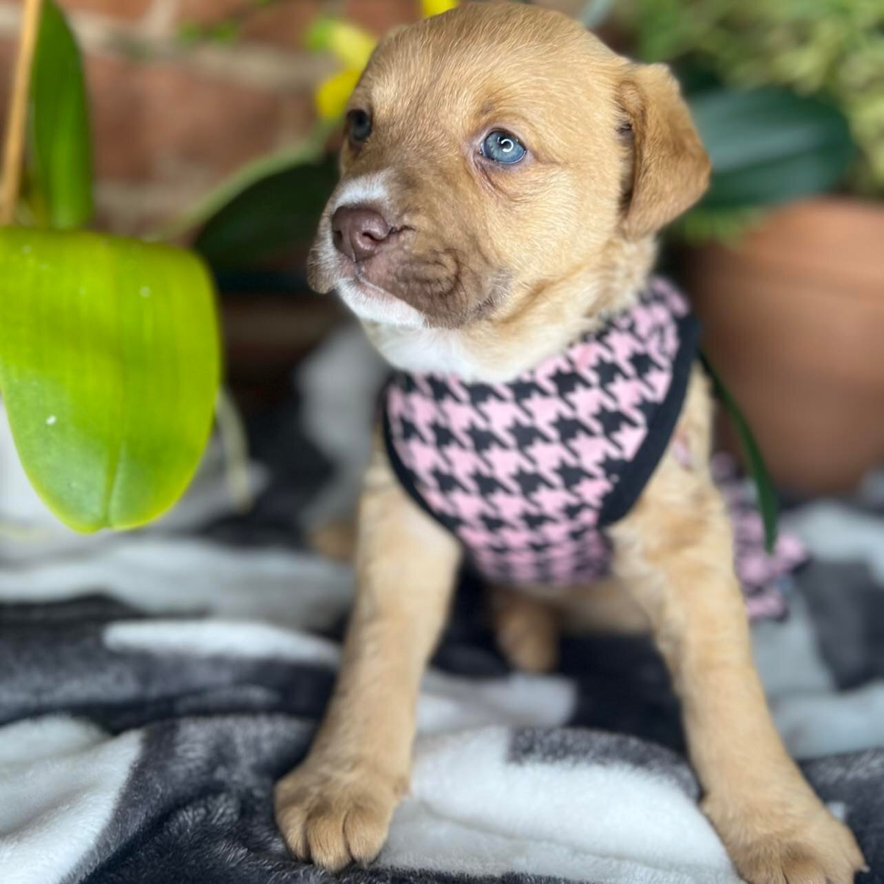 Piper, a Adoptable mixed breed in Plano, TX image 5/12