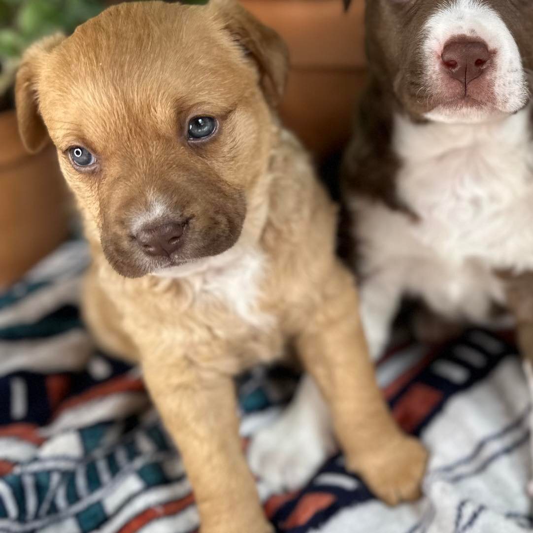 Piper, a Adoptable mixed breed in Plano, TX image 6/12