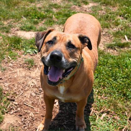 Orion, Adoptable, Adult Male Mixed Breed & Mixed Breed.