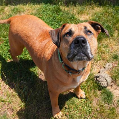 Orion, a Adoptable mixed breed in Eugene, OR image 2/3