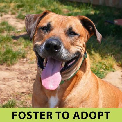 Orion, a Adoptable mixed breed in Eugene, OR image 3/3