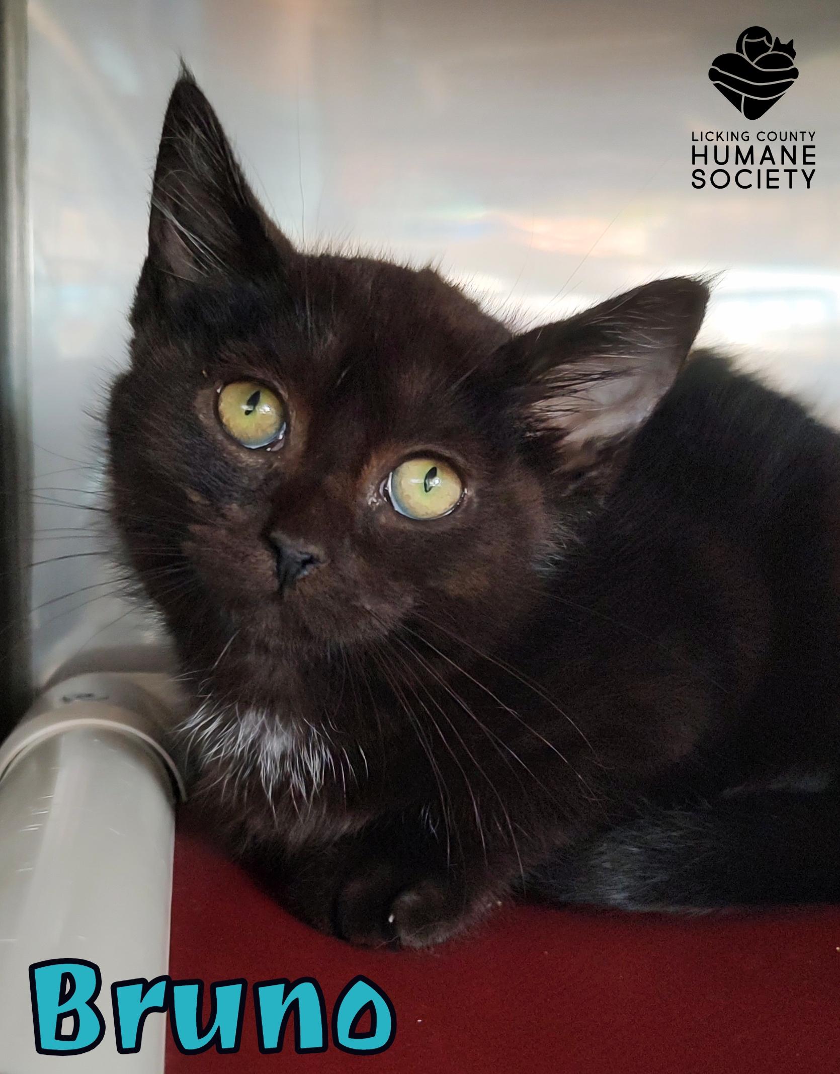 Bruno, Baby Male Domestic Short Hair