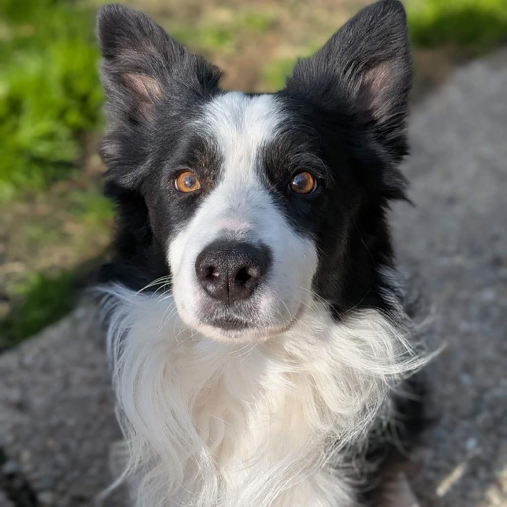Roux, Adoptable, Adult Male Border Collie.