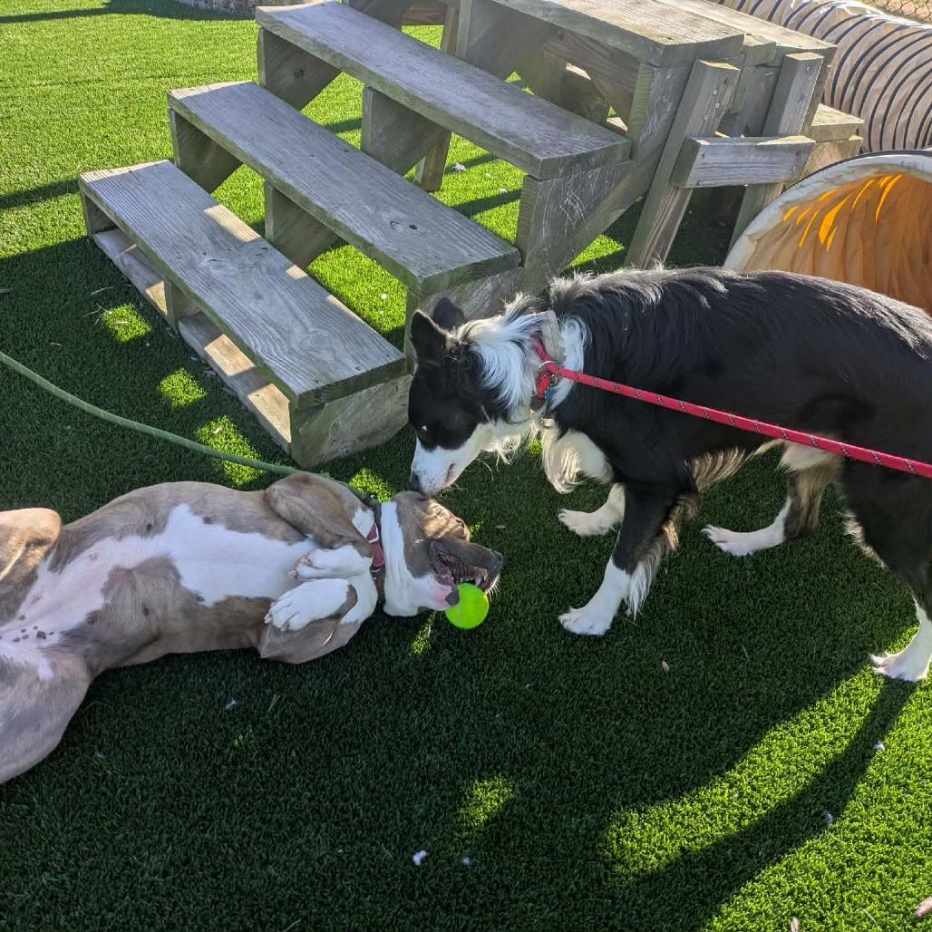 Enlarge Roux, a Adoptable Border Collie in Zuni, VA image 2/4