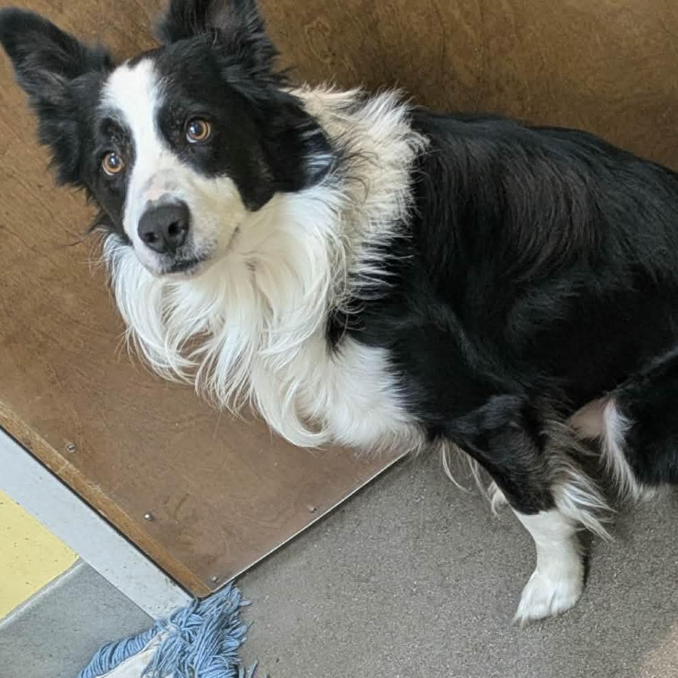 Enlarge Roux, a Adoptable Border Collie in Zuni, VA image 3/4