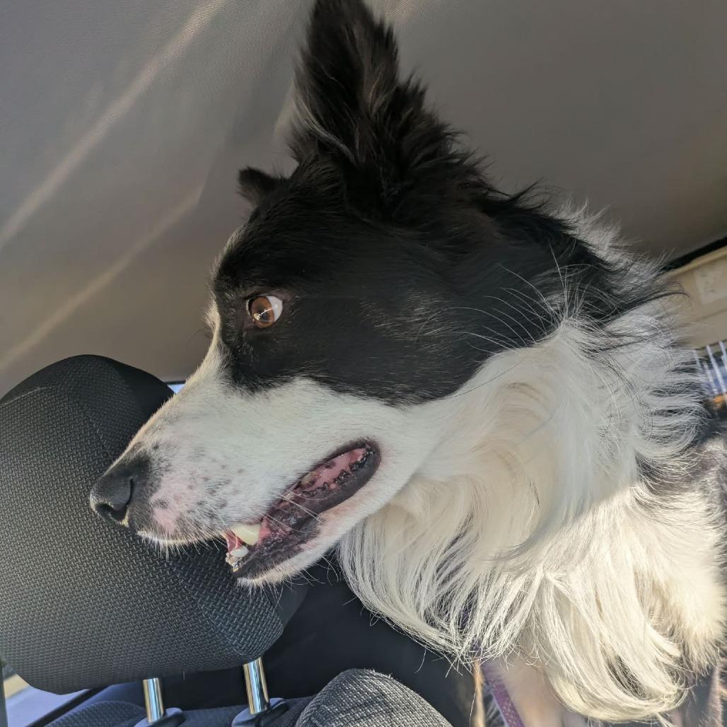Enlarge Roux, a Adoptable Border Collie in Zuni, VA image 4/4