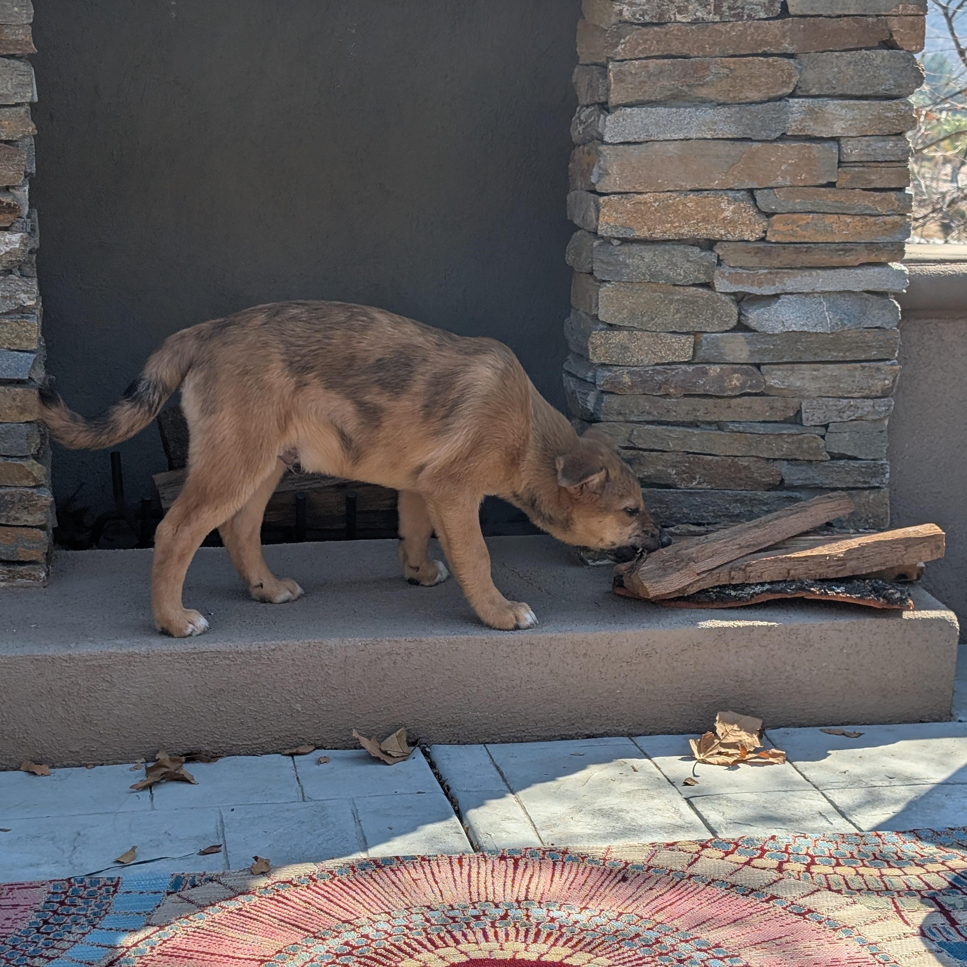 Enlarge Ralphie, a Adopted mixed breed in Perris, CA image 1/3