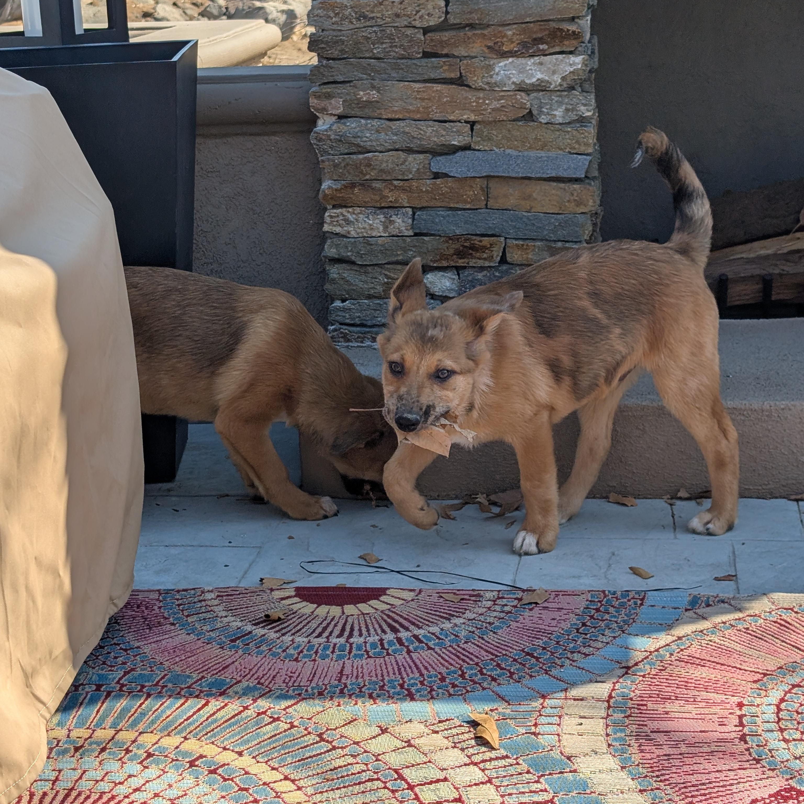 Enlarge Ralphie, a Adopted mixed breed in Perris, CA image 2/3