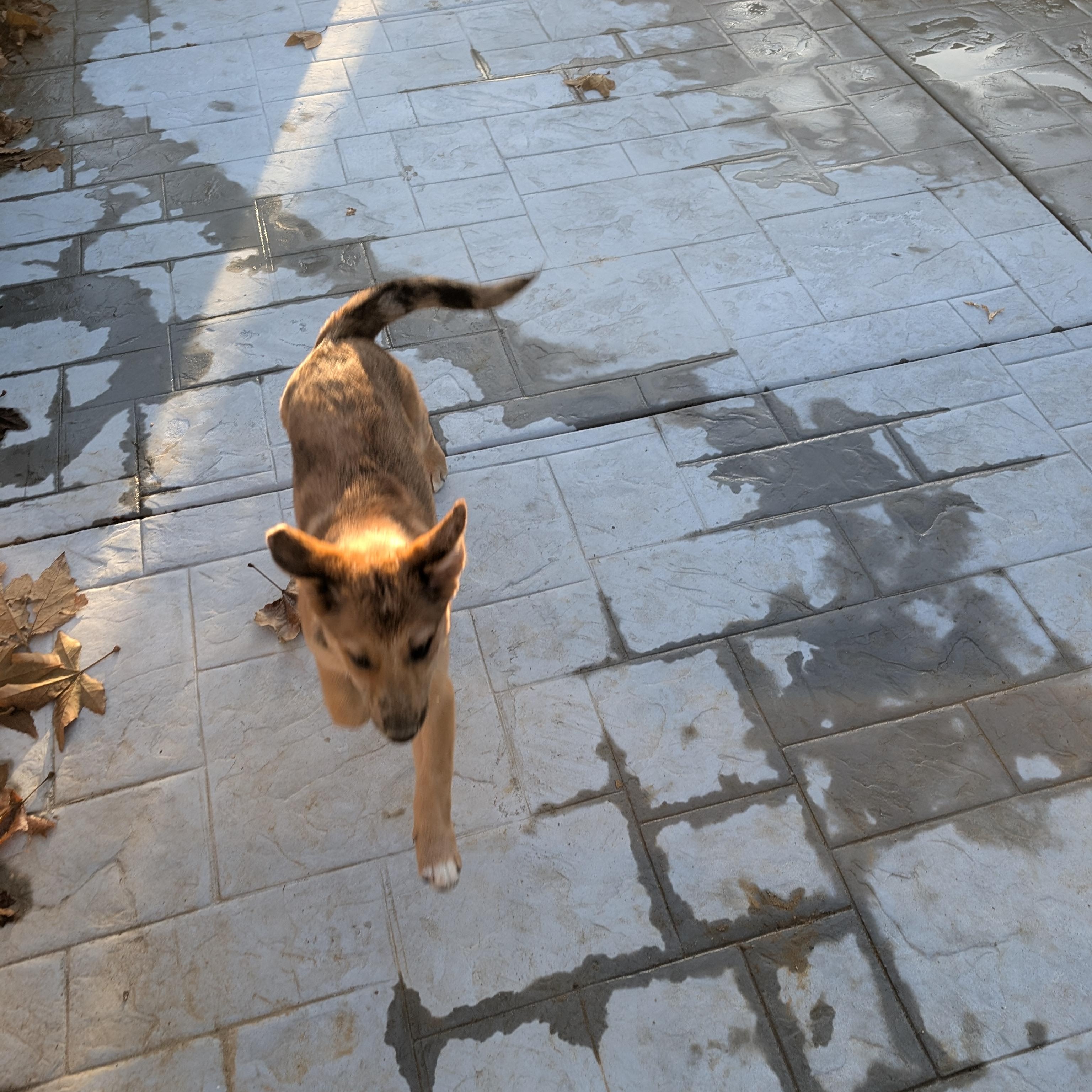 Enlarge Ralphie, a Adopted mixed breed in Perris, CA image 3/3