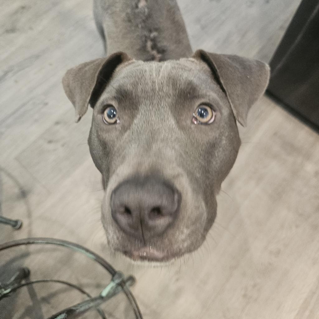 Griffin, Adoptable, Adult Male Terrier.