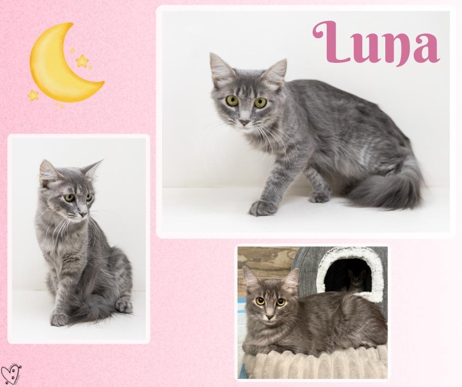 Enlarge Luna, a Adopted Tabby in Trophy Club, TX image 4/5