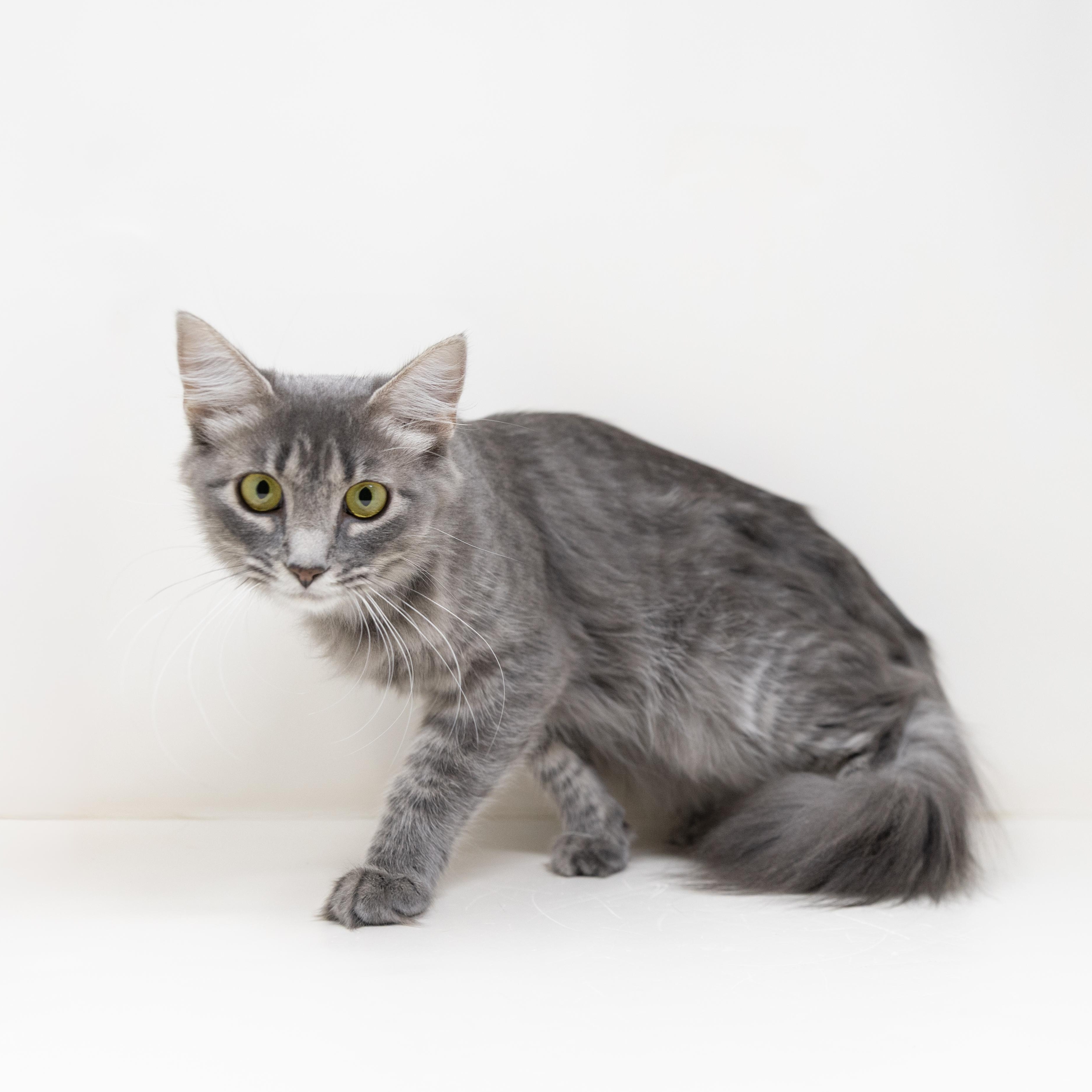 Enlarge Luna, a Adopted Tabby in Trophy Club, TX image 2/5