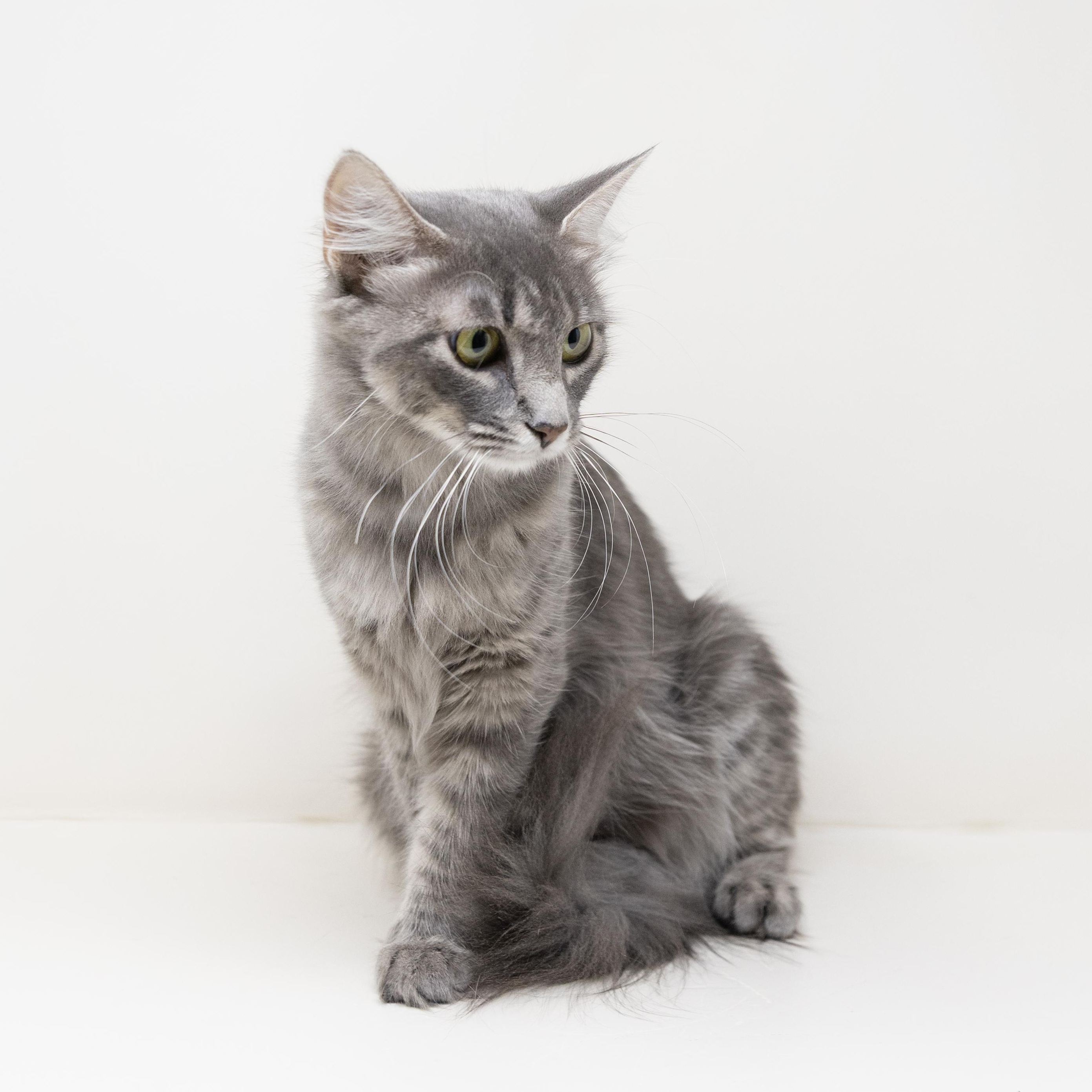 Enlarge Luna, a Adopted Tabby in Trophy Club, TX image 3/5