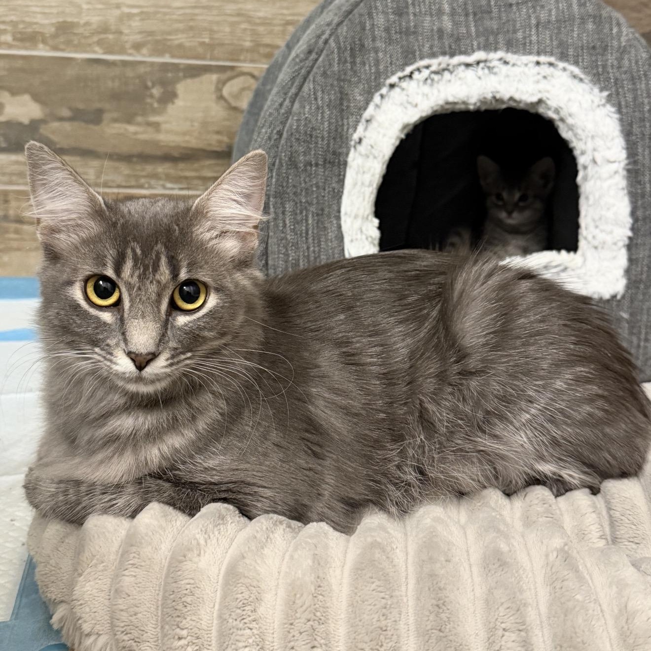 Luna, Adopted, Young Female Tabby.