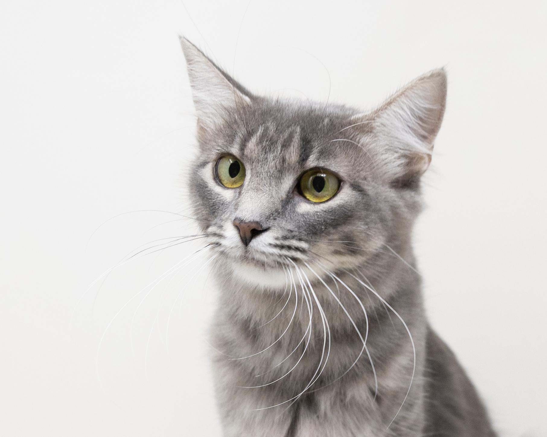 Enlarge Luna, a Adopted Tabby in Trophy Club, TX image 5/5