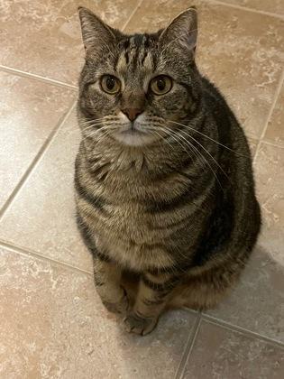 Enlarge Lizzie (Fatty Patty), a Adoptable Domestic Short Hair in Covington, LA image 1/2