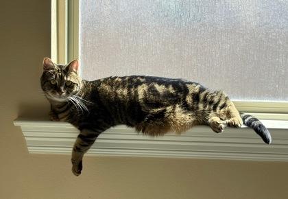 Enlarge Lizzie (Fatty Patty), a Adoptable Domestic Short Hair in Covington, LA image 2/2