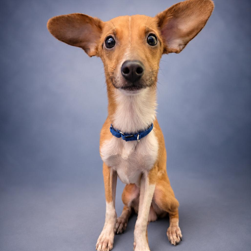 Enlarge Marshall, a Adoptable mixed breed in Newport, TN image 1/6