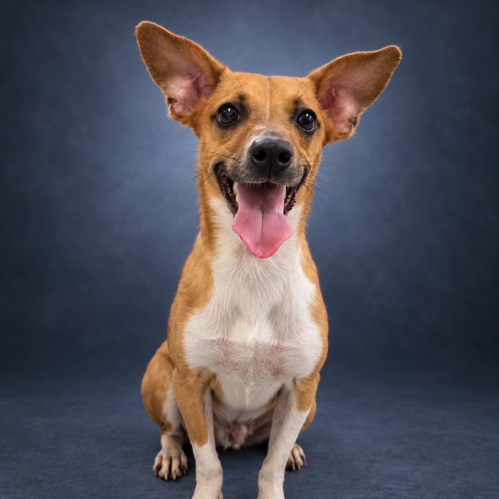 Enlarge Marshall, a Adoptable mixed breed in Newport, TN image 3/6