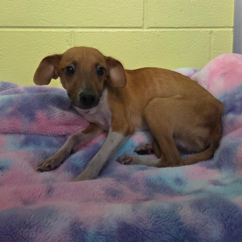 Enlarge Marshall, a Adoptable mixed breed in Newport, TN image 4/6