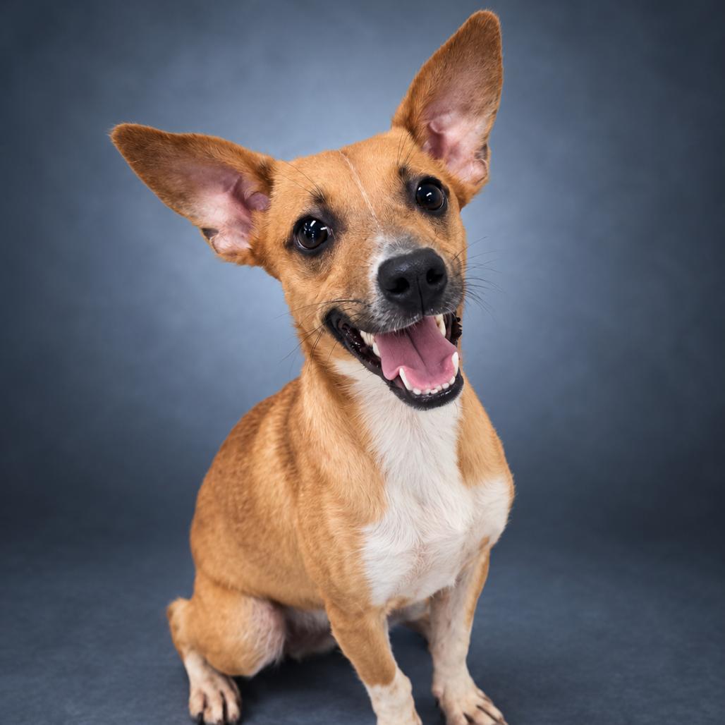 Enlarge Marshall, a Adoptable mixed breed in Newport, TN image 5/6