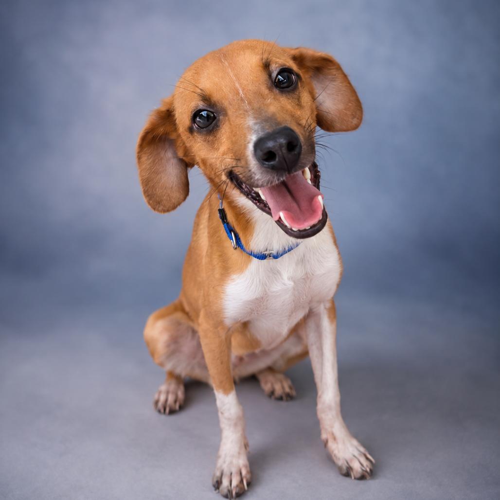 Enlarge Marshall, a Adoptable mixed breed in Newport, TN image 6/6