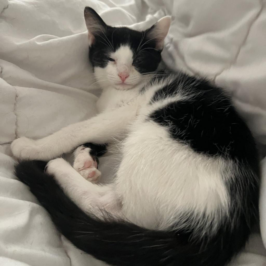 SWEET, Adoptable, Adult Female Domestic Short Hair.