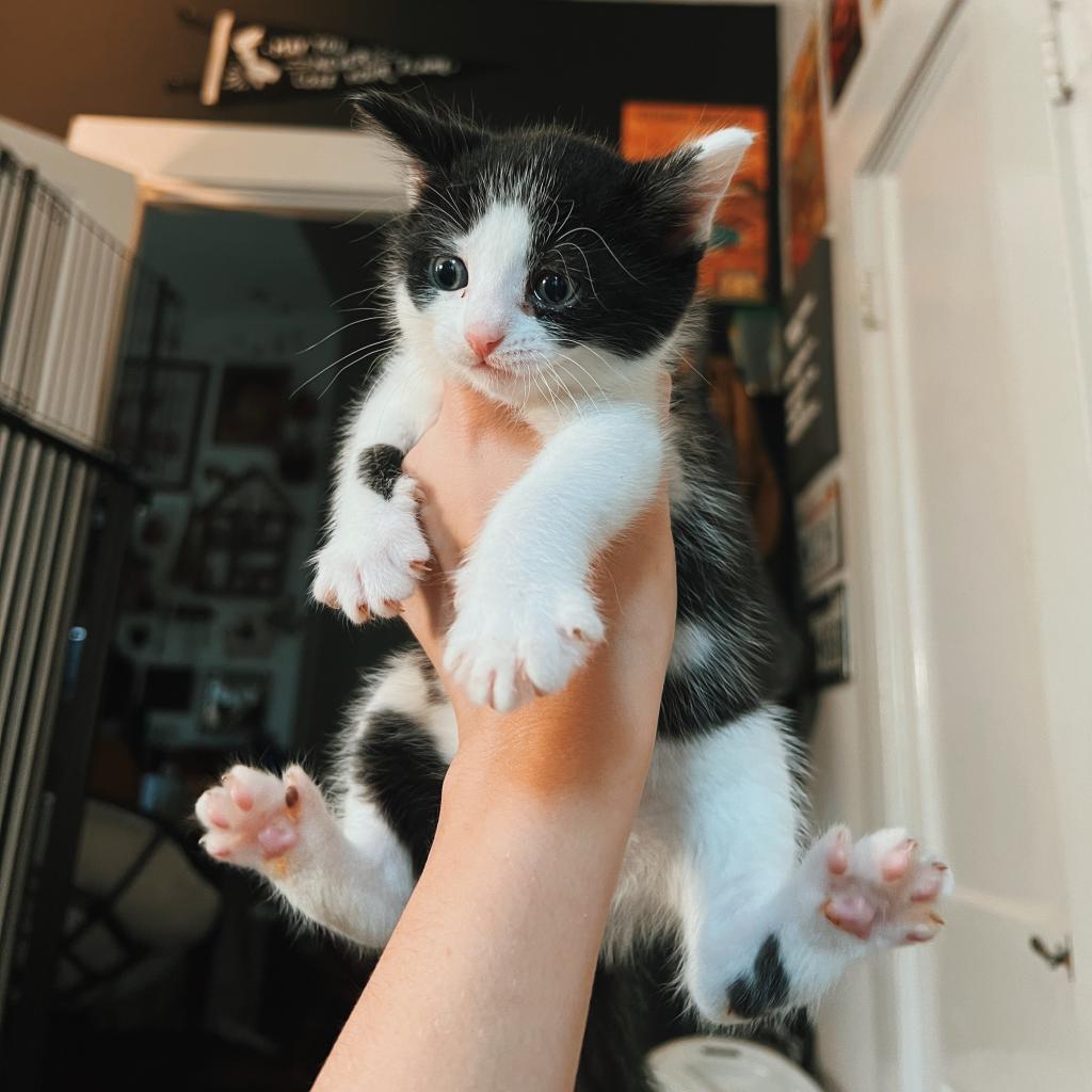 Enlarge SWEET, a Adoptable Domestic Short Hair in San Antonio, TX image 3/5