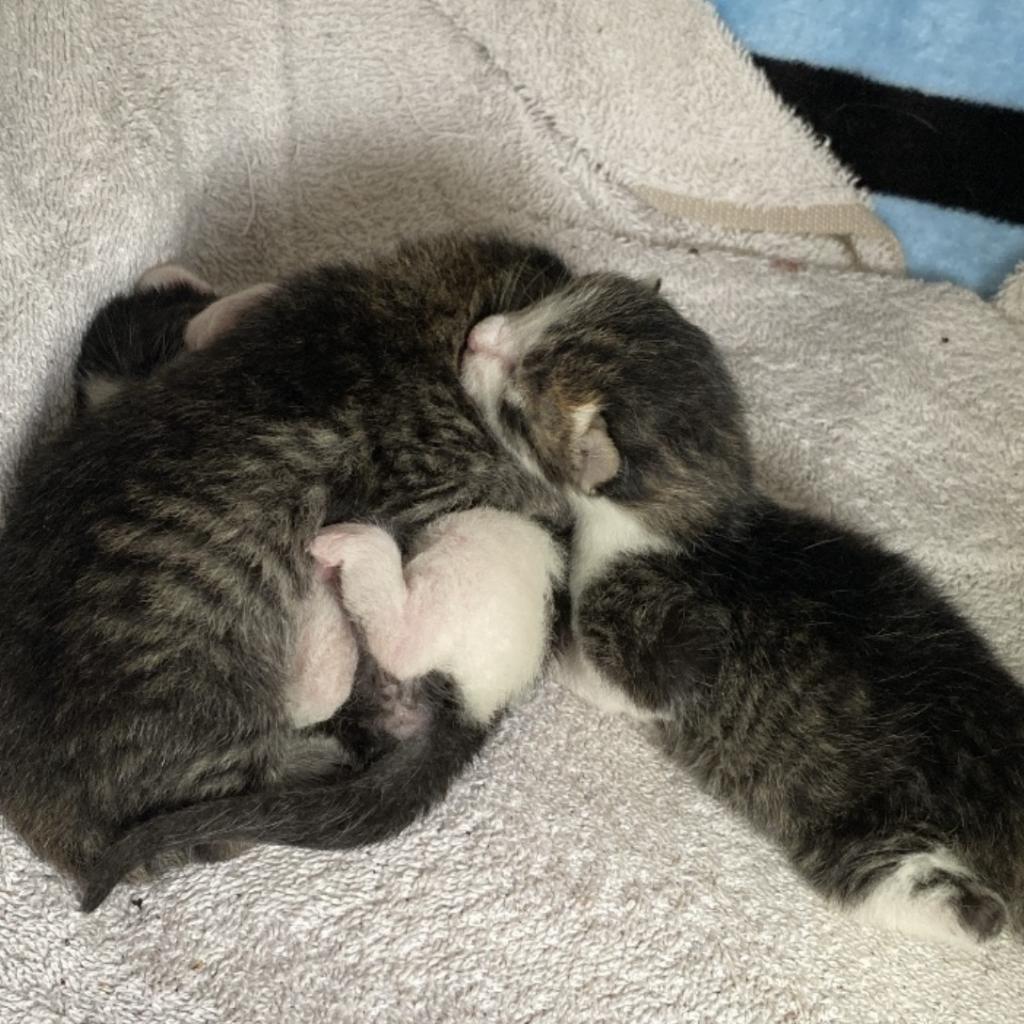 Enlarge SWEET, a Adoptable Domestic Short Hair in San Antonio, TX image 5/5