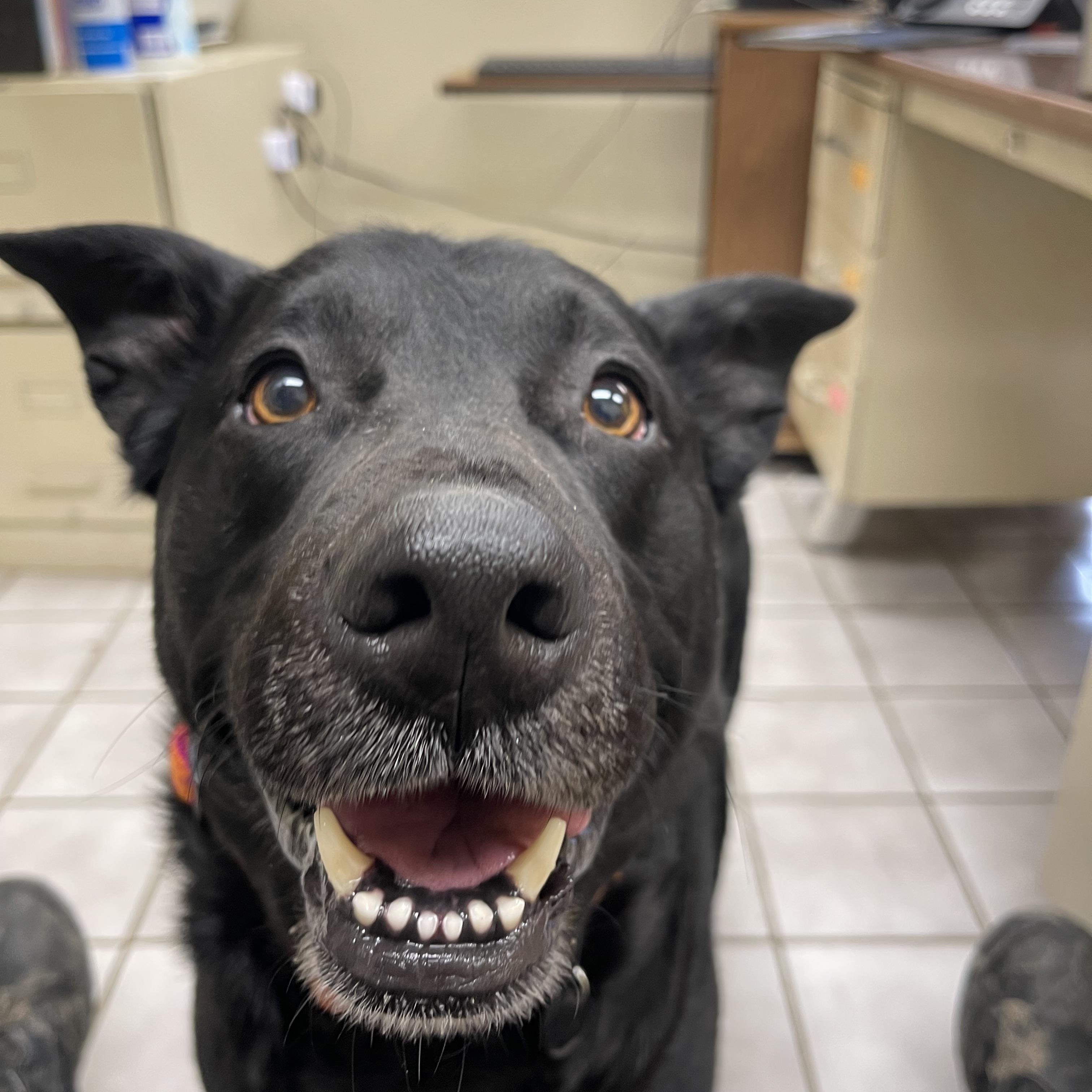 Enlarge Ace, an adopted mixed breed in North Kansas City, MO image 2/2