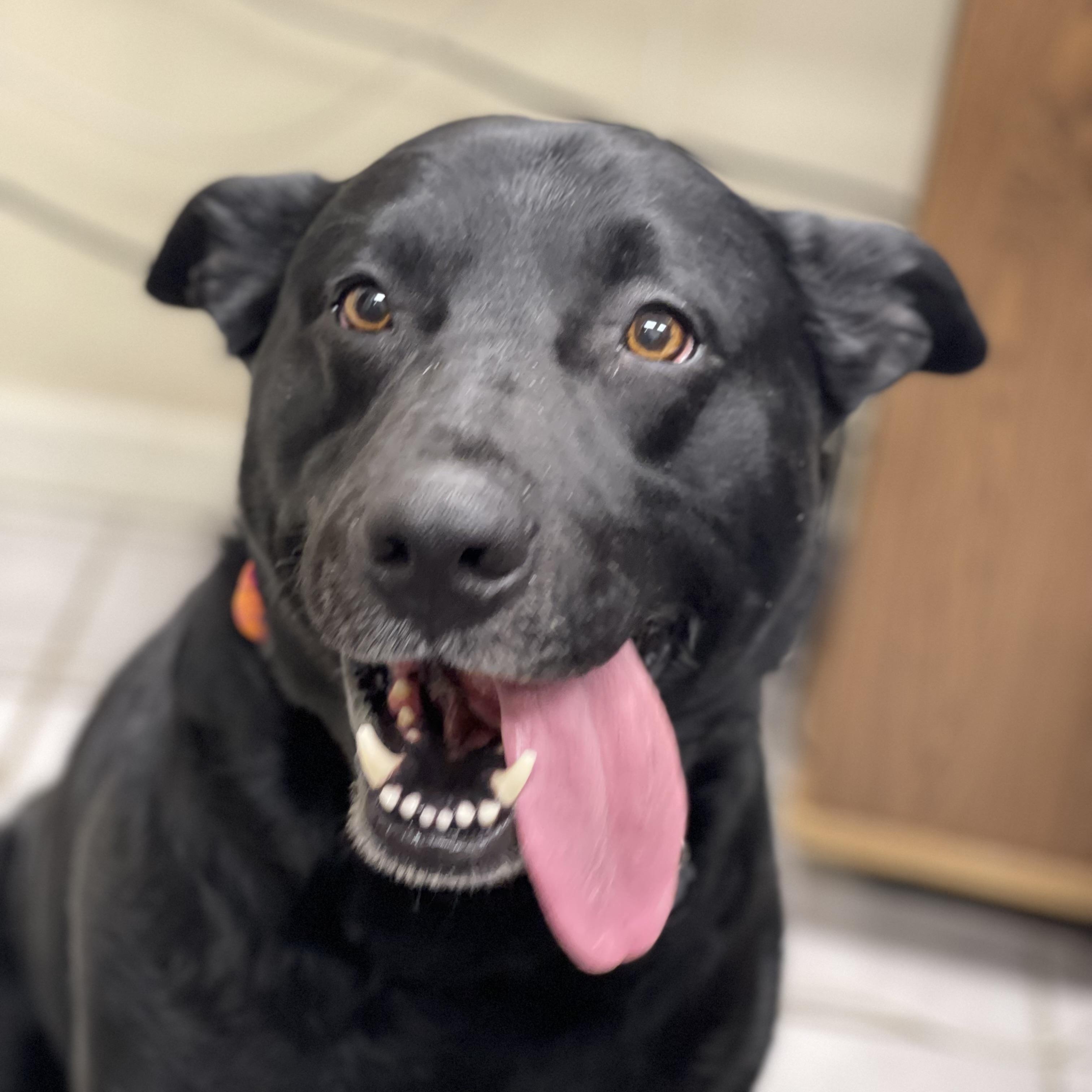 Ace, ADOPTABLE, Young Male Black Labrador Retriever.