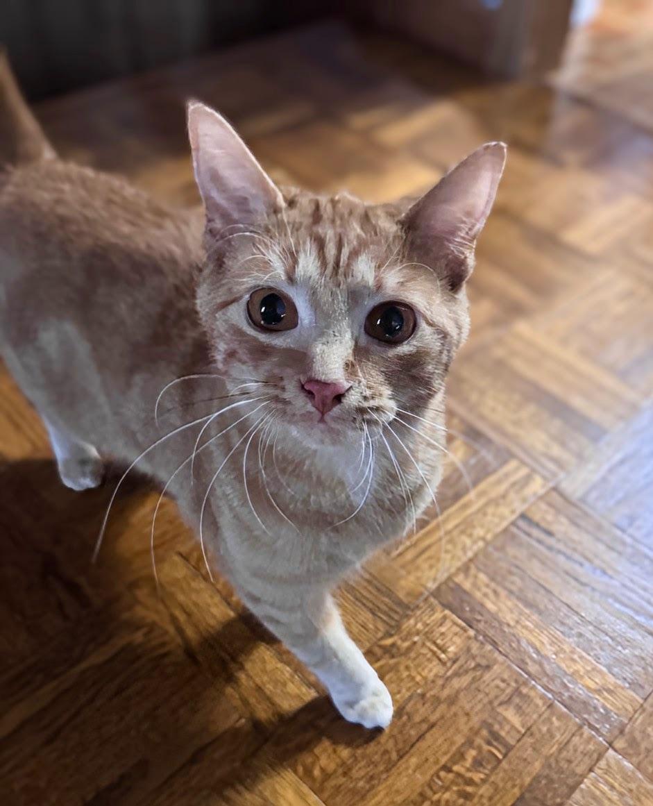 Little Bean photo 3