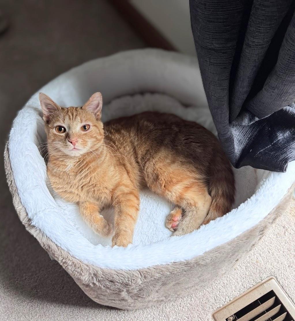 Little Bean