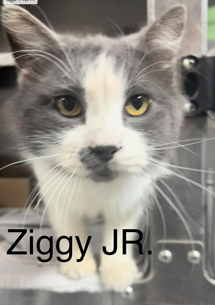 Enlarge Ziggy Jr, a Adoptable mixed breed in Princeton, IN image 1/1