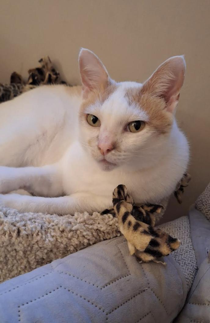 Sonnie, Adoptable, Adult Male Domestic Short Hair.