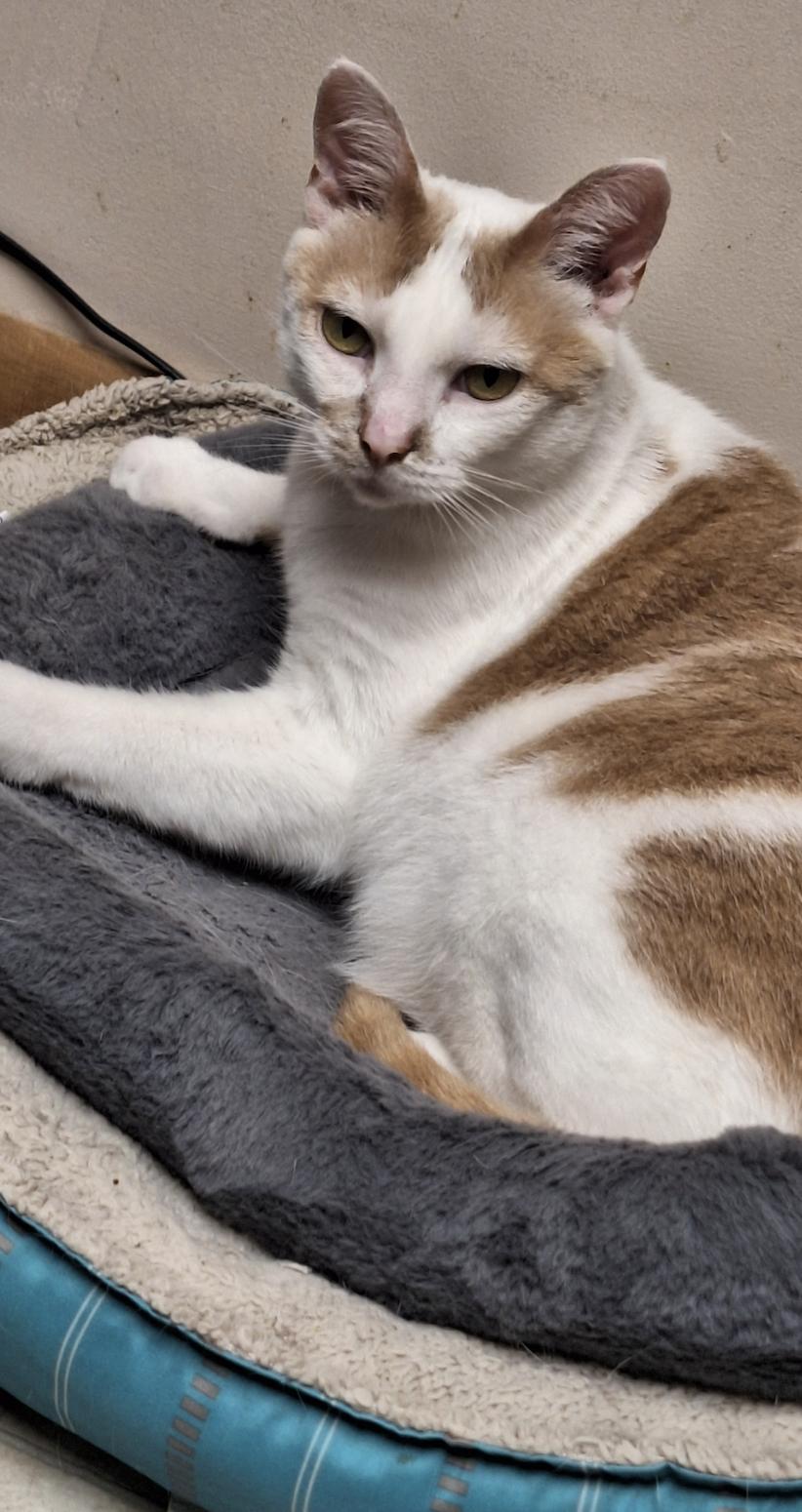 Enlarge Sonnie, a Adoptable Domestic Short Hair in Wheaton, IL image 3/3