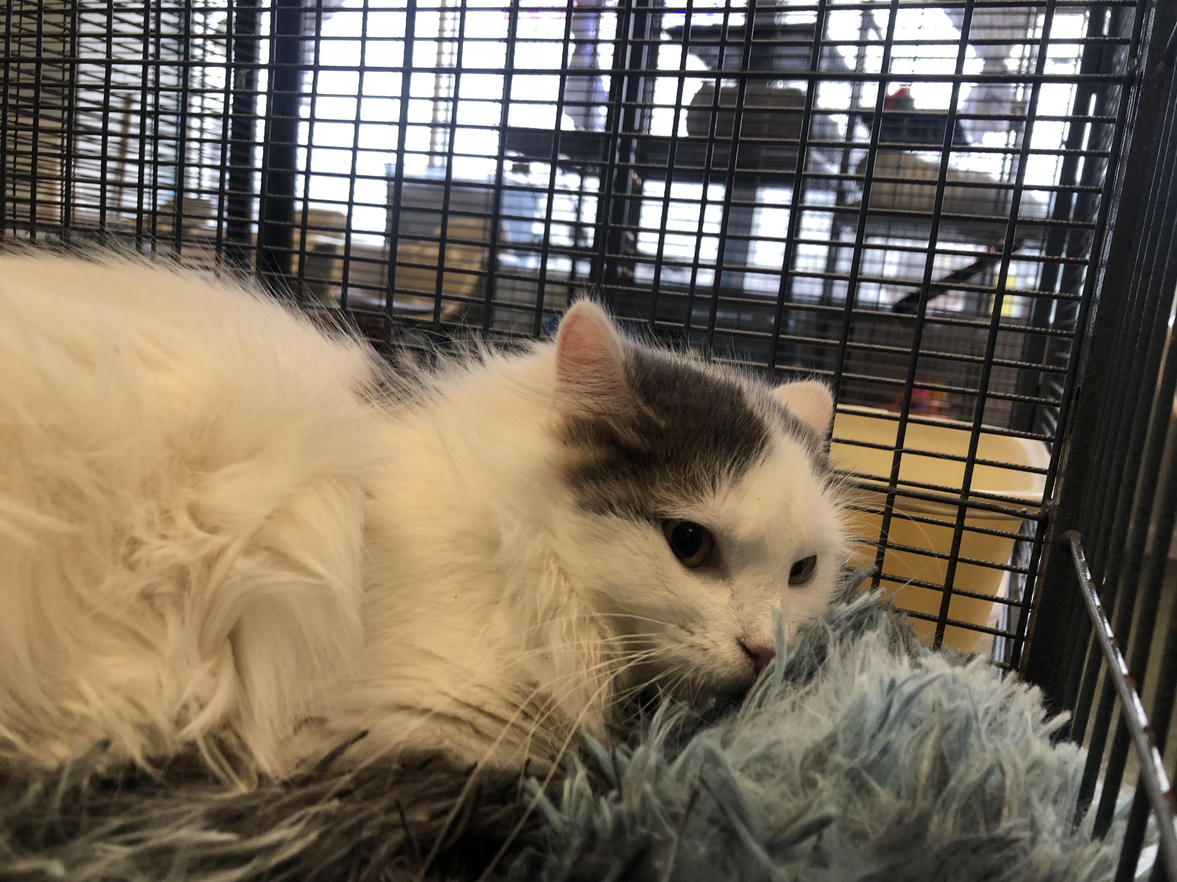Luna, ADOPTABLE, Adult Female Domestic Long Hair.