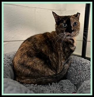 NALA, Adoptable, Adult Female Domestic Short Hair.
