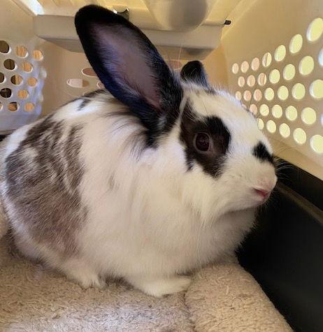 Enlarge Joey, a Adoptable mixed breed in Escondido, CA image 2/2