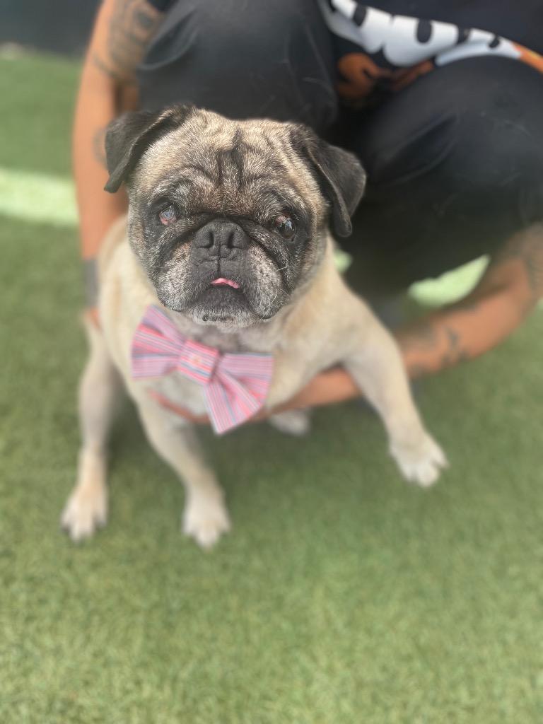 Enlarge Levon *special needs*, a Adoptable Pug in Gardena, CA image 1/4